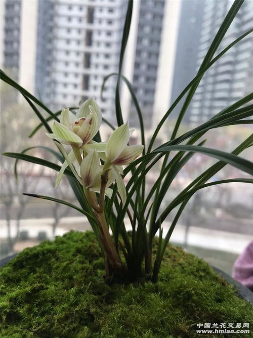 细叶莲瓣兰的美丽之谜