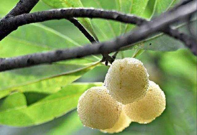 品种差异，价格策略各异