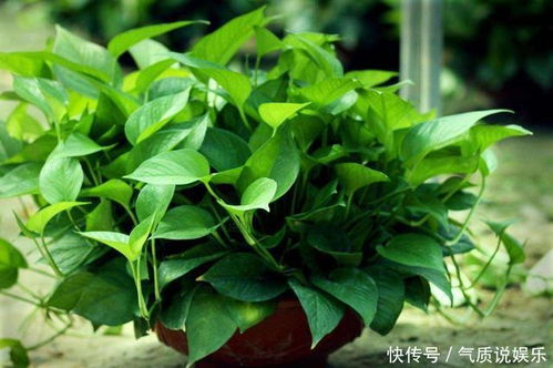 如何正确养殖绿萝才能打造出繁茂的绿萝家园