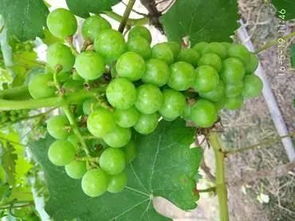 葡萄种植中的百菌清使用疑问