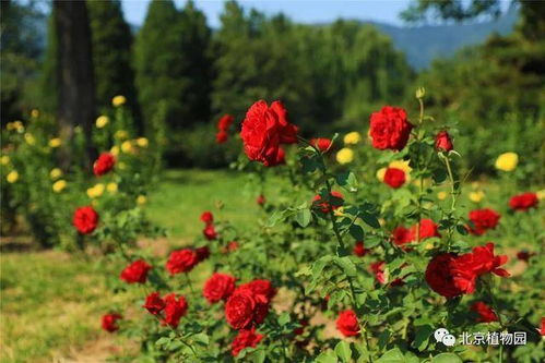 据悉，月季花期会持续到5月上旬，成dou人别错过Zui美花期~（来自成dou植物园）