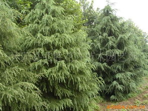 塔松树苗价格之谜，你了解多少？