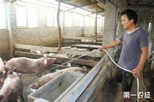 夏季养猪如何有效防控热应激，提升产Neng？