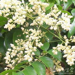 苦楝树的价值与应用