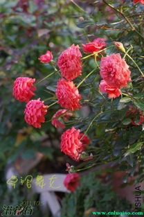 草裙舞女月季Hula Girl的舞蹈动作起源