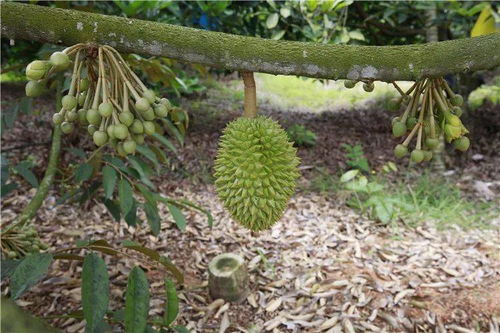 榴莲种植首选热带地区，爆款花卉新宠！
