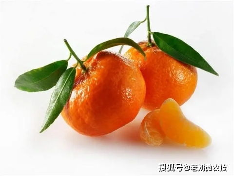 金桔养护指南中，家庭养法如何避免金桔叶子发黄