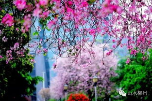 人间花，气势磅礴