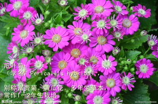 将瓜叶菊的花形状拆分为“双”，前半部分嵌入“双瓣”