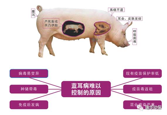 猪回肠炎隐形损耗如何有效防控？