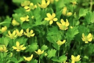 毛茛春化， 揭秘春日花开的秘密