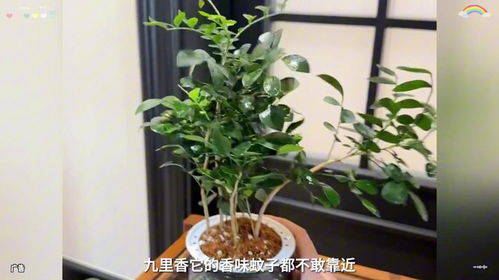 哪些绿植适合摆放在家中以旺宅？