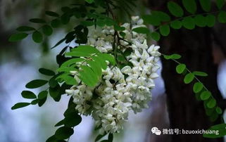 桂树：清香高洁，寓意美好