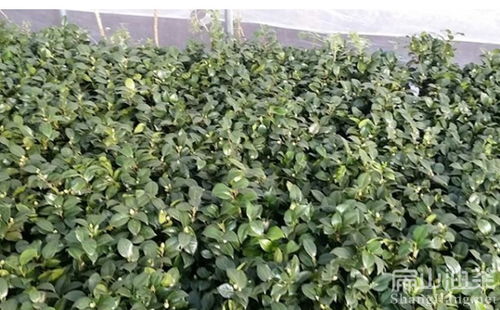 2020年茶籽市场行情与油茶种植趋势分析