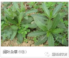 三、除杂草，注意事项要记牢！