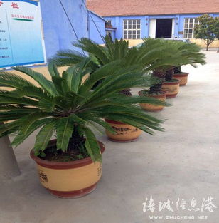 铁树施肥的讲究