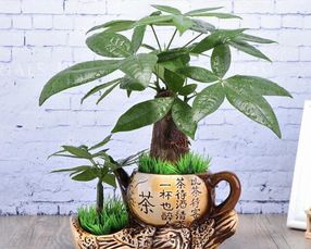 “调整发财树位置，选对角落旺财气