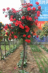 打造棒棒糖月季的注意事项