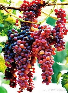 移植：让葡萄适应新环境