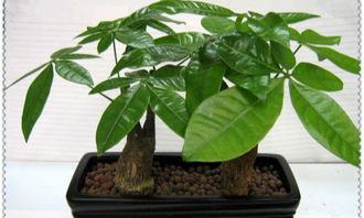 进门摆放哪些植物风水旺财？绿植选择有讲究吗