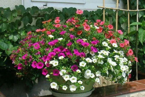 阳台种花，也要讲究搭配！