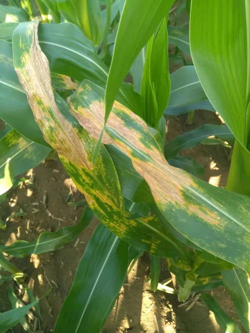 农药使用不当的后果