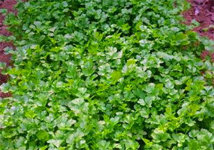 耐寒品种性嫩表