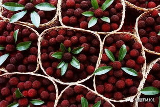 层积处理：模拟自然越冬， 激活种子内源激素