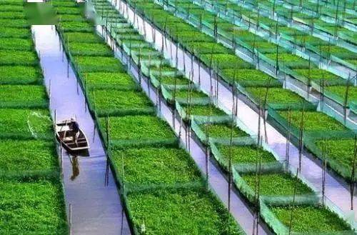 传统种植：经验与直觉的较量