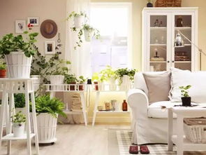 冬天室内哪种草嫩生长