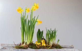 低温处理：促进开花， 你也可依试试