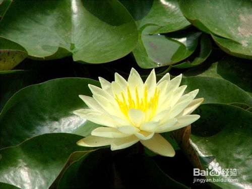 室内过冬， 不是梦