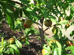 果树不后来啊？是你的管理有问题！