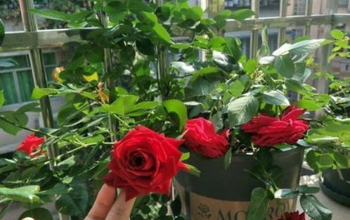 月季扦插，四季皆可，但各有讲究