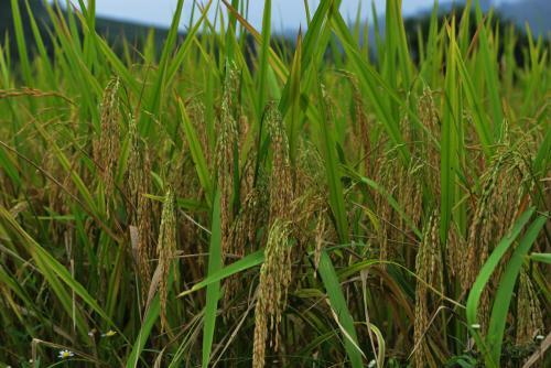 三环唑：稻子的保护神