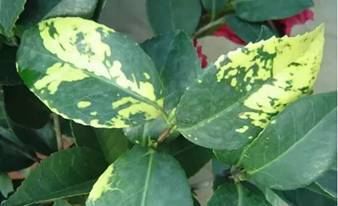 藤本花卉的多样品种