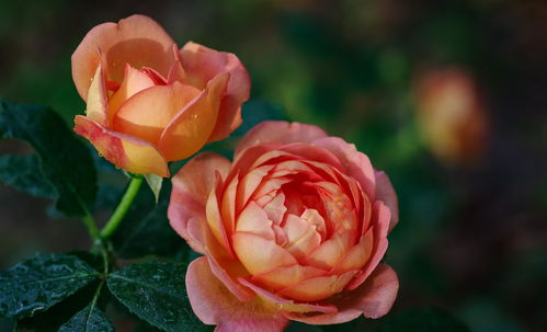 月季长粗笋的小技巧，你学会了吗？