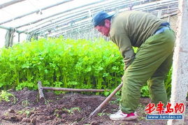 雨天大棚打农药的烦恼：影响大不大？