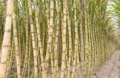 第二种说法：大叶桉树， 叶子大得吓人