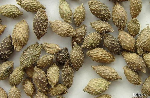 冬季采摘：方便还是不便