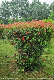 红叶石楠， 苗花中的“绿巨人”