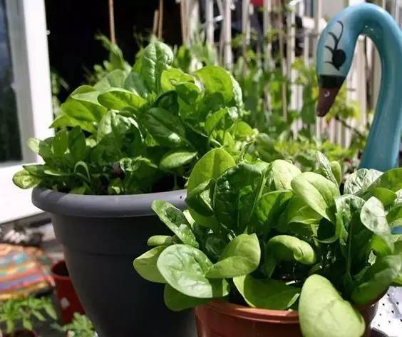 菠菜：绿油油的，kan着dou舒服