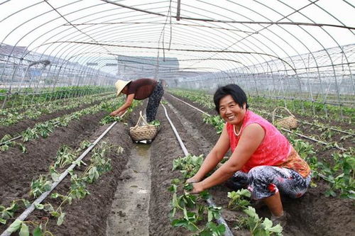 草莓不打农药，防虫妙招揭秘