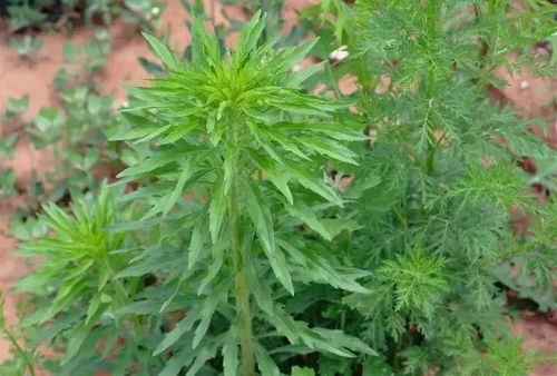 韭菜和杂草，草甘膦douNeng搞定吗？