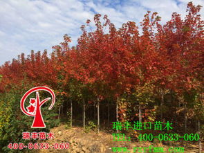 红枫种植的奥秘：一亩地嫩种多少株？