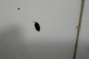 消灭苍蝇幼卵的方法