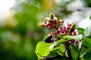 密蒙花开， 四季如春