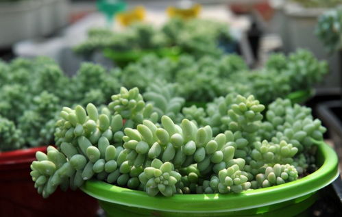 菊花养殖常见问题解答，新手如何避免养菊失败