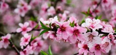 冬樱花：冬日的暖阳