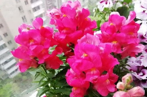 白蔷薇花语象征情感的纯真与纯洁，解读爱情与友情的真挚与无暇